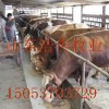 德州驴乌头驴中文区第一页永久有效 山东浩冉牧业肉牛肉羊肉驴综合养殖场